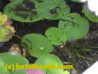 /home//u458753944/public_html/sourcegallery//////////Frogs/More bullfrogs/DSCN5263.JPG